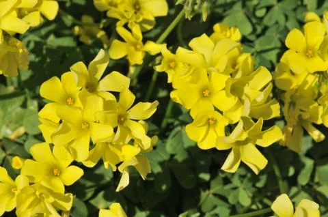 Clover yellow flowers Stock Photos