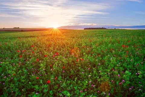 Cloverfield Stock Photos