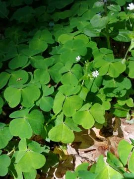 CLOVERLEAF Stock Photos