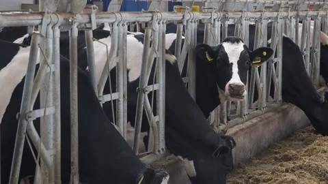 Clovers in the barn eat Video stock 130830162