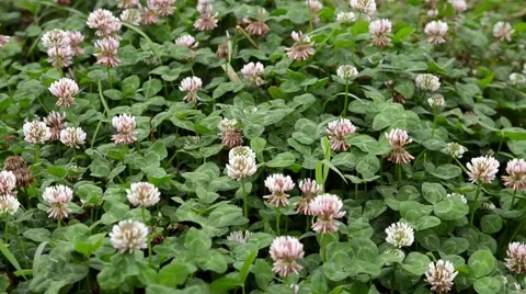 Clovers Blowing in the Wind Stock-Footage 54112333