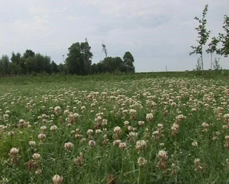 Clovers Stock Footage 441451