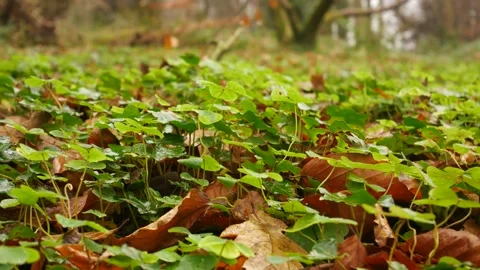 Clovers Stockbeeldmateriaal 145371147