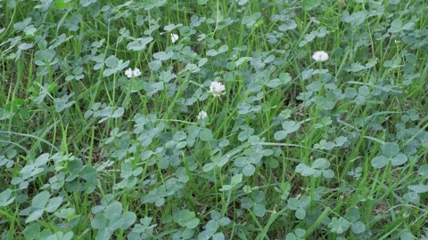 Clovers gently blowing in the wind Stock Footage 282643774