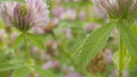 Clovers on the grass background Stock Footage 137593277