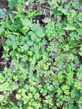 Clovers on the ground Stock Photos