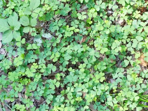 Clovers on the ground Stock Photos