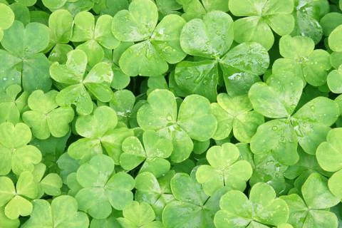 Clovers Foto stock