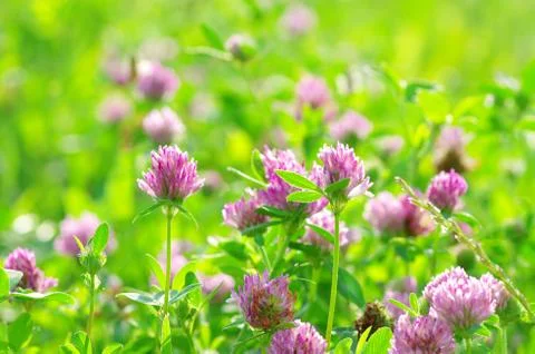 Clovers Stock Photos