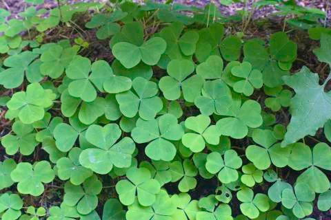 Clovers Stock Photos
