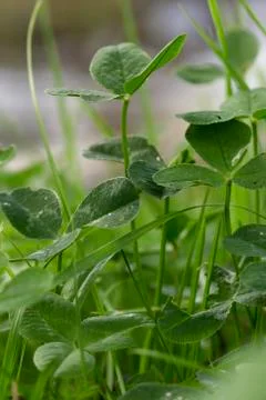 Clovers Stock Photos