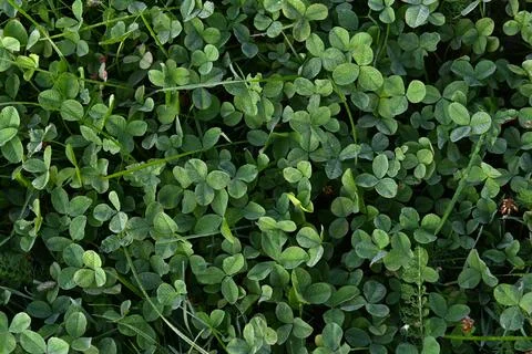 Clovers Foto stock