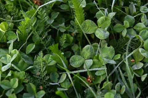 Clovers Foto stock