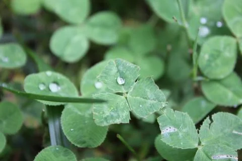 Clovers with raindrops Stock Photos