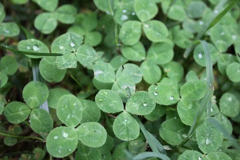 Clovers with raindrops Stock Photos