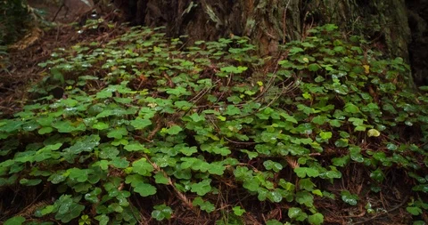 Clovers in Redwood Forests Stock Footage 102218138