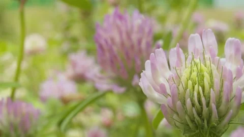 Clovers at summer day Stock Footage 137593365