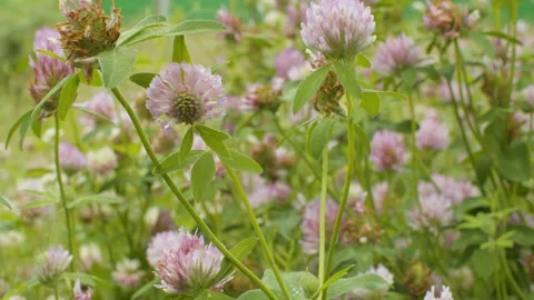 Clovers at summer day Stock Footage 137593803
