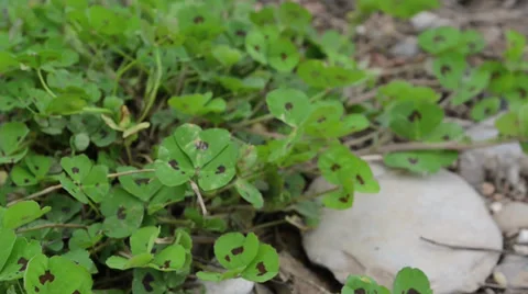 Clovers in the wind Stock Footage 34411017