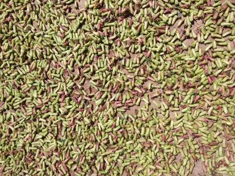 Cloves are drying in the sun. Stock Photos