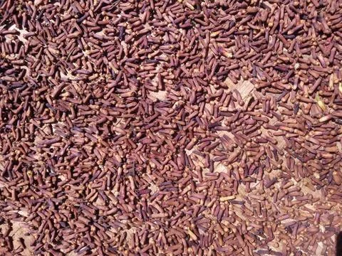 Cloves are drying in the sun. Stock Photos