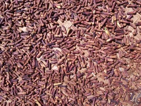 Cloves are drying in the sun. Stock Photos