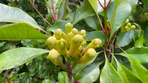 Cloves are waiting to be picked in Masoala village, Madagascar. Vidéo 331492995