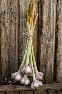 Cloves of garlic on rustic  table Stock Photos