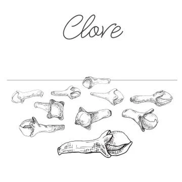 Cloves isolated on white background. Hand drawn vector illustration. Stock Illustration