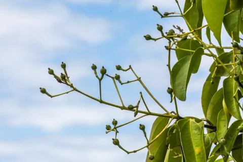 Cloves on tree Stock Photos
