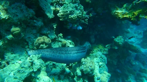 Clow motion, close-up of Giant moray (Gymnothorax javanicus) swims near coral Stock Footage 152172321