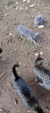 A clowder clutter glaring and pounce of grey and tabby cats Stock Photos