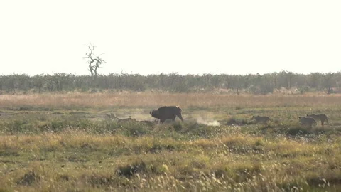 Clowder of lionesses hunting on a wildebeest Video stock 138203231