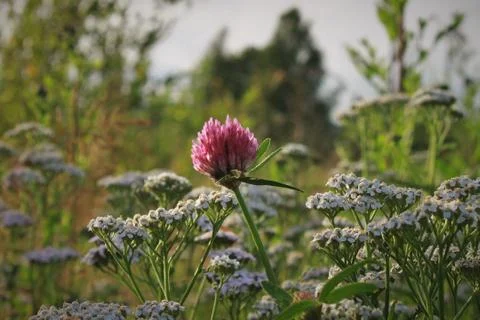 Clower flower Stock Photos