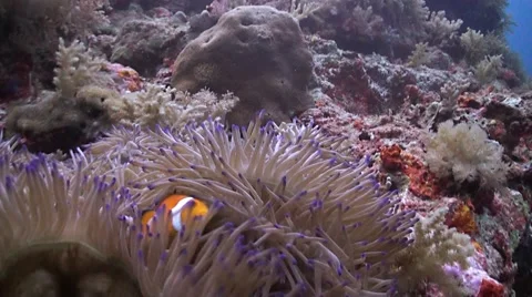 Clown anamonefish Stock Footage 42350140