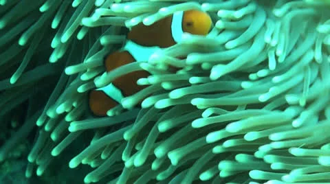 Clown anemone fish Stock Footage 22824152