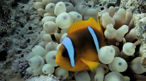 Clown at the anemone Stockbeeldmateriaal 22714862