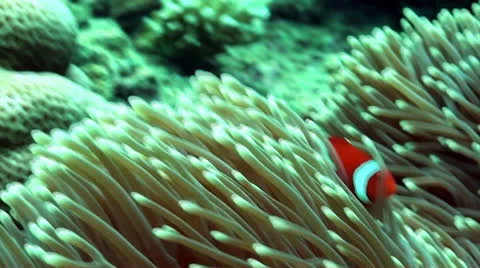 Clown anemone Stock Footage 22824318