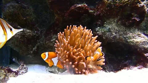 Clown Anemonefish Stock Footage 11209945