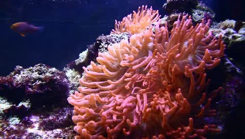 Clown Anemonefish Stock Footage 11210851