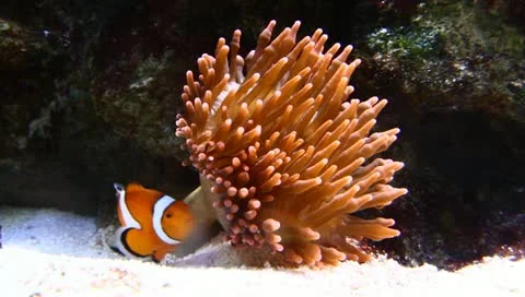 Clown Anemonefish Stock Footage 11211015