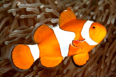 Clown Anemonefish Stock Photos
