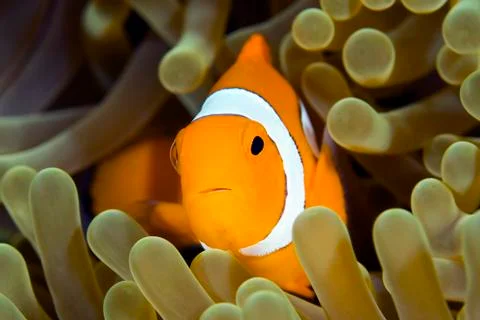 Clown Anemonefish Stock Photos