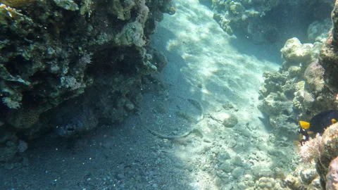 Clown Coris Black Polka dotted Fish Exploring Coral Reef Video stock 274899154