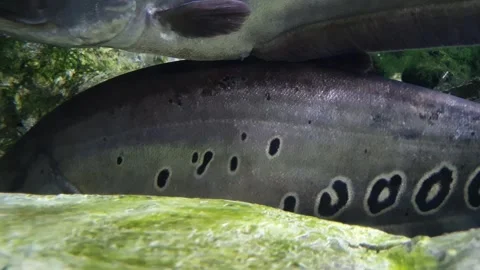 Clown Featherback fish resting peacefully in a freshwater aquarium Stock Footage 241324140