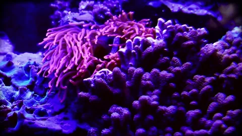 Clown Fish 11 Vídeos de archivo 237215862