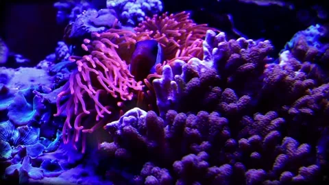 Clown Fish 22 Vídeos de archivo 237215870