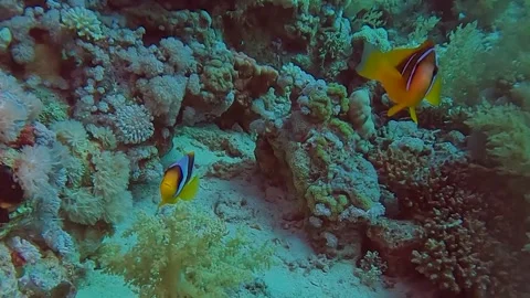 Clown fish among soft corrals on the reefs of the Red Sea Stock Footage 255604578