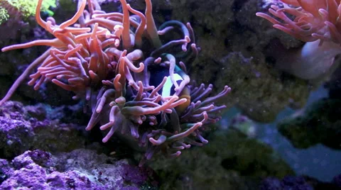 Clown fish and Anemone. Stock Footage 45391332