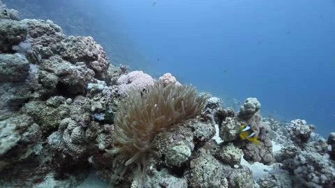Clown Fish and Anemone Stock Footage 170771309
